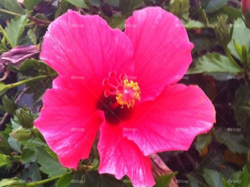 Pink Hibiscus 🌺 in California.