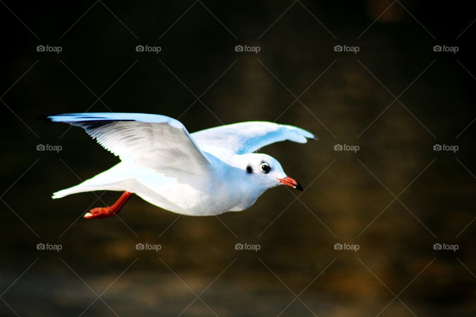 Animals, seagull, birds, flight, wings