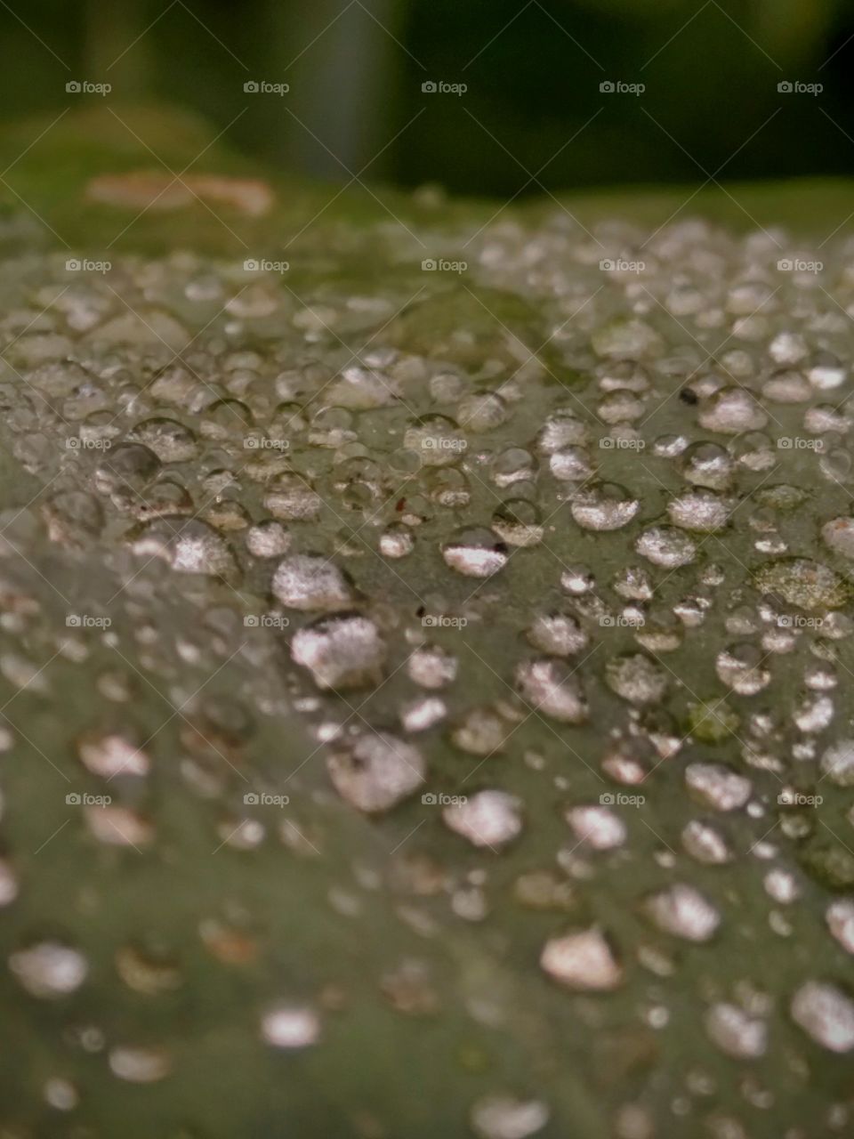 water dew on the leaf