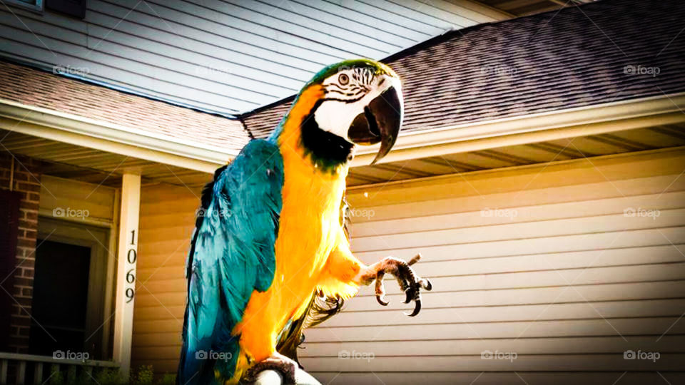 macaw