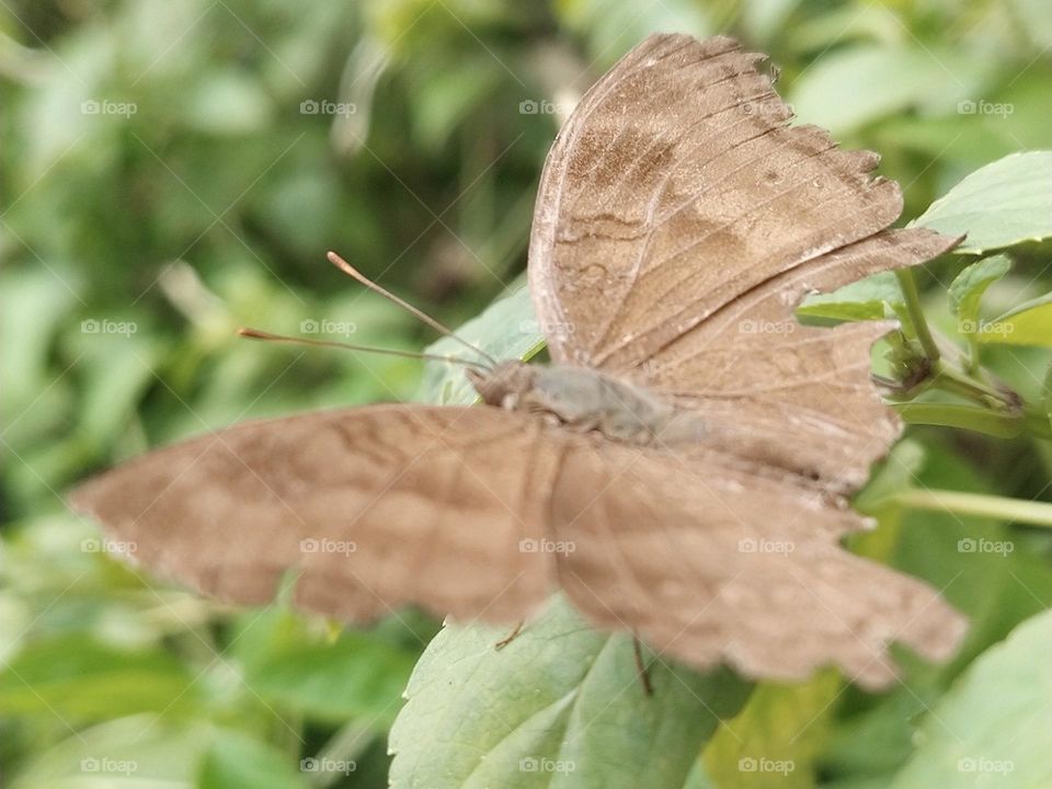 Chocolate Soldier

butterfly