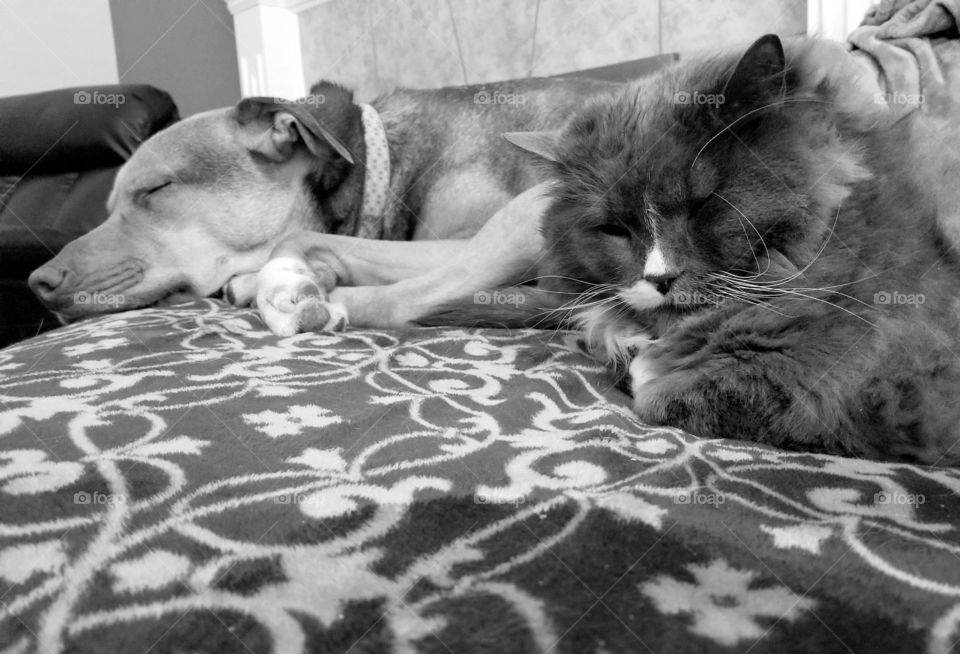 Time to snuggle and nap