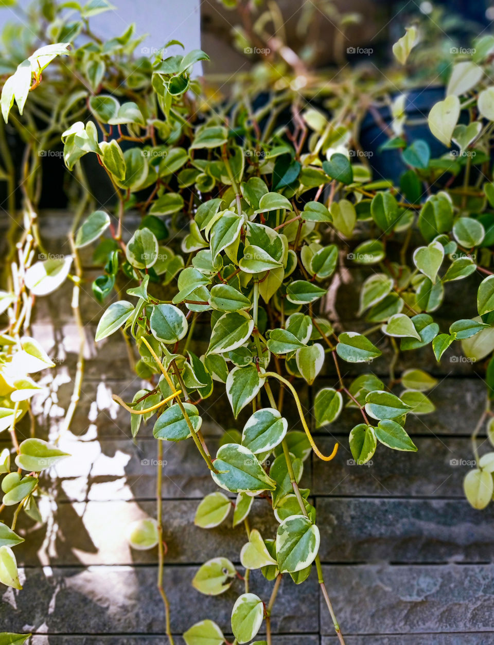 Portrait of plant