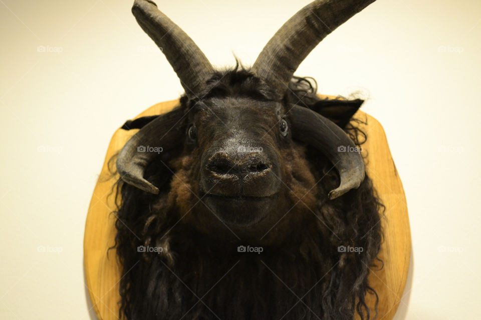 ram head mounted on wall. Ram/sheep head mounted on the wall