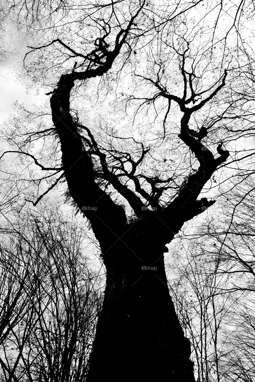 silhouette of tree in jungle