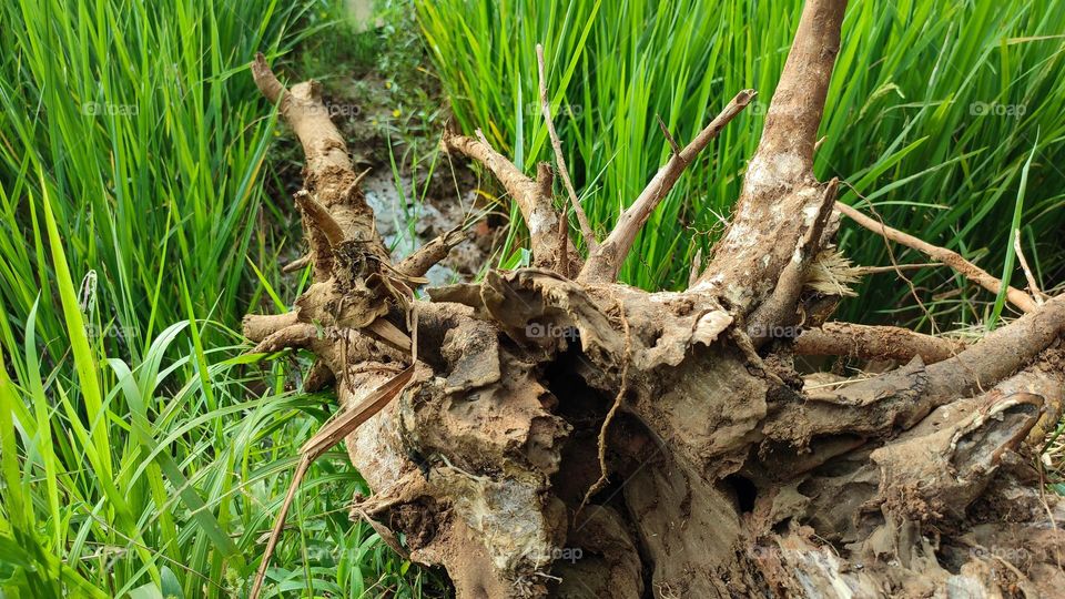 Tree stump on the edge of the rice field