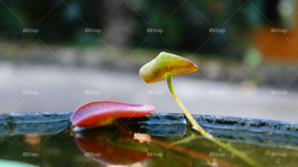 beauty of lotus leaves