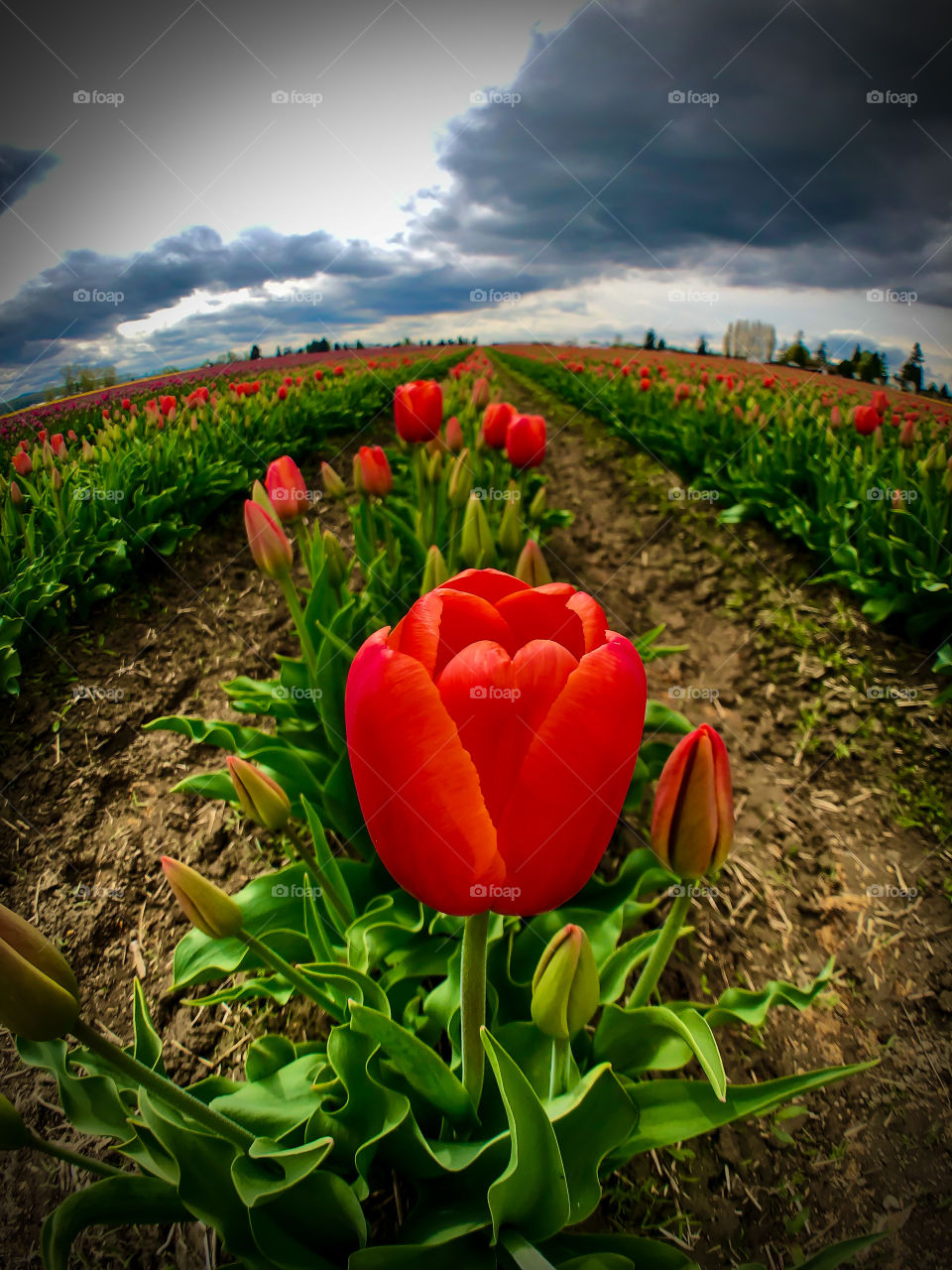 Foap Mission Spring The Signs of Spring! Bright Red Tulips of Spring In The Skagit Valley Washington State’s Tulip Fields 🌹