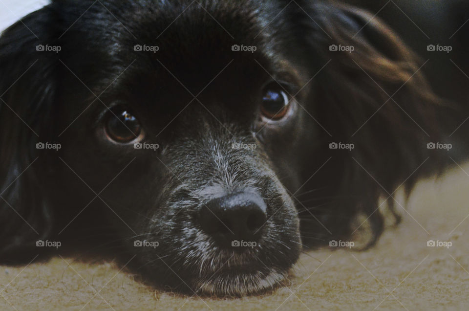 Portrait of dog lying down