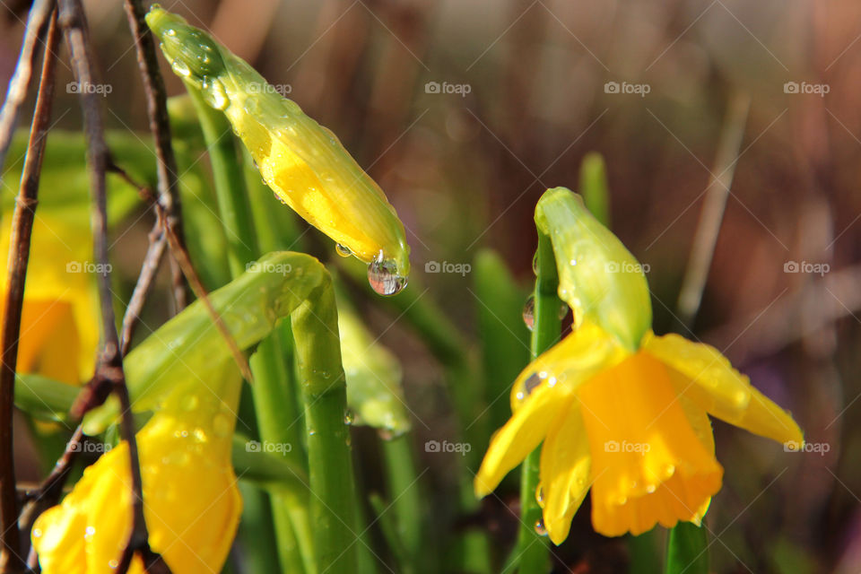 Waterdrop frame a closed daffodil