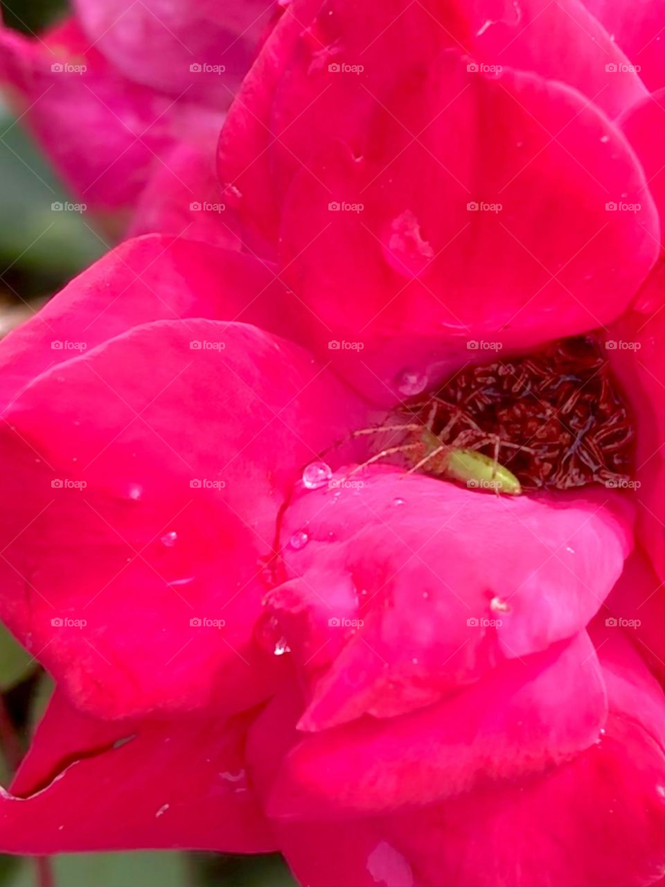 Closeup of a green garden spider sitting on a pink rose petal with the morning dew!!