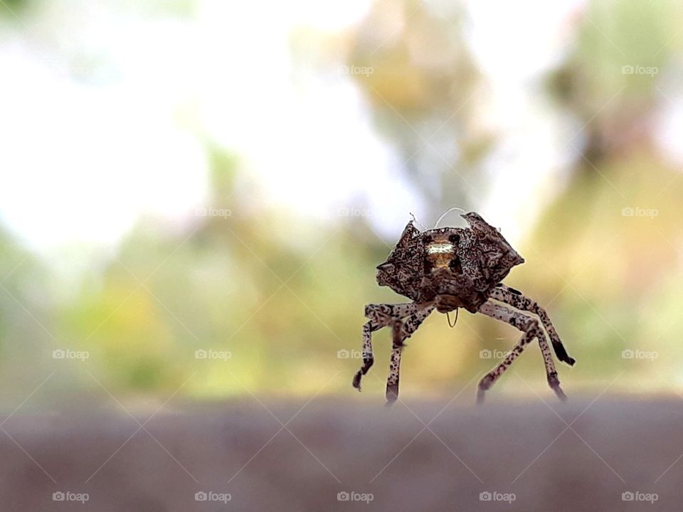 spider