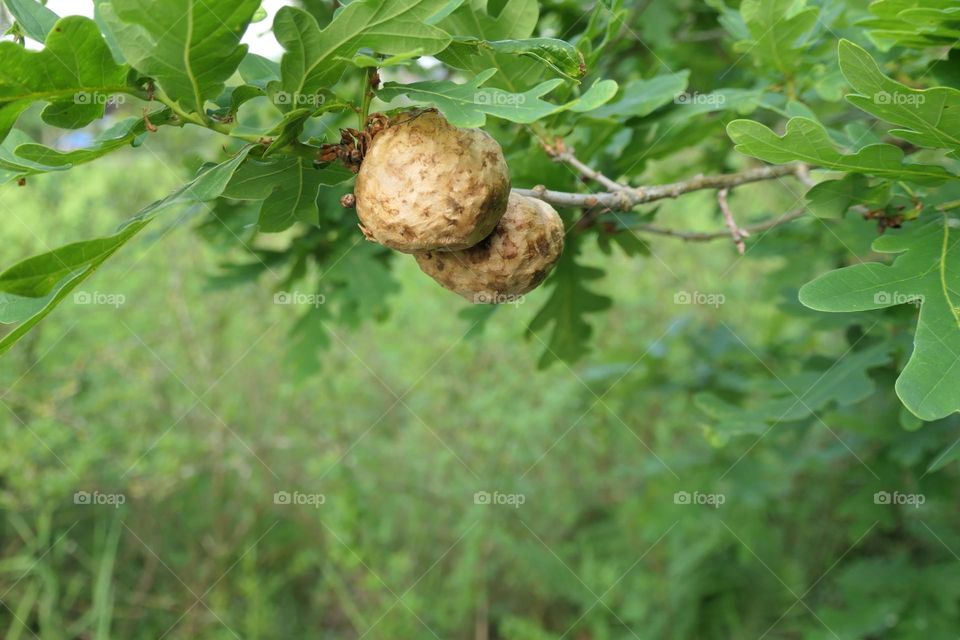 Galläpfel am Eicheblatt