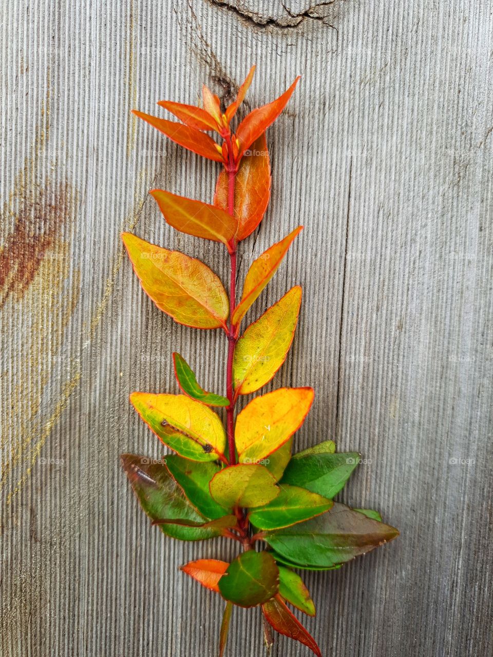 a branch from a tree with different colors leaves on the stem,green, yellow and orange