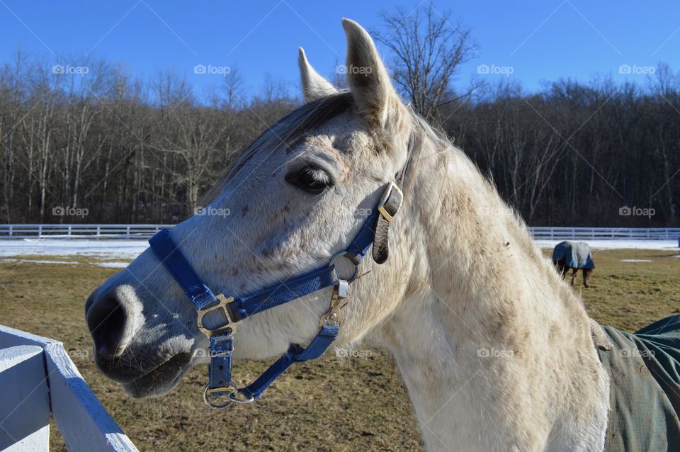 Majestic Horse 
