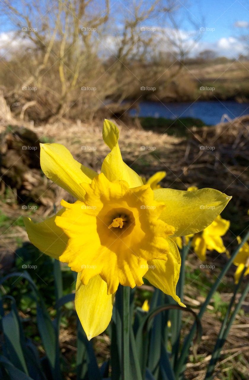 Flower In The Wind