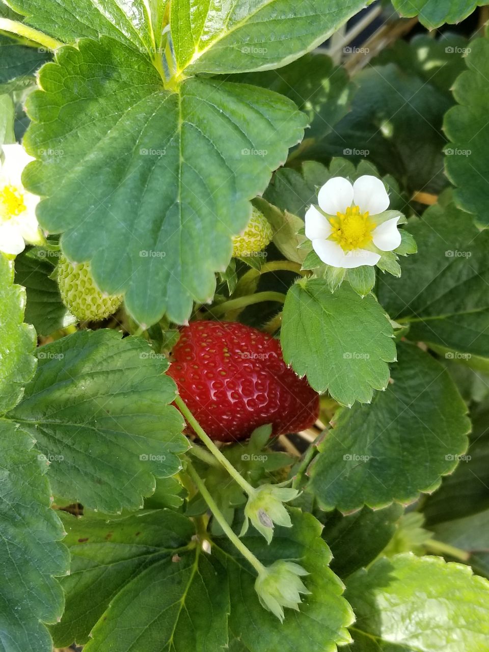 Strawberry peeking through leaves