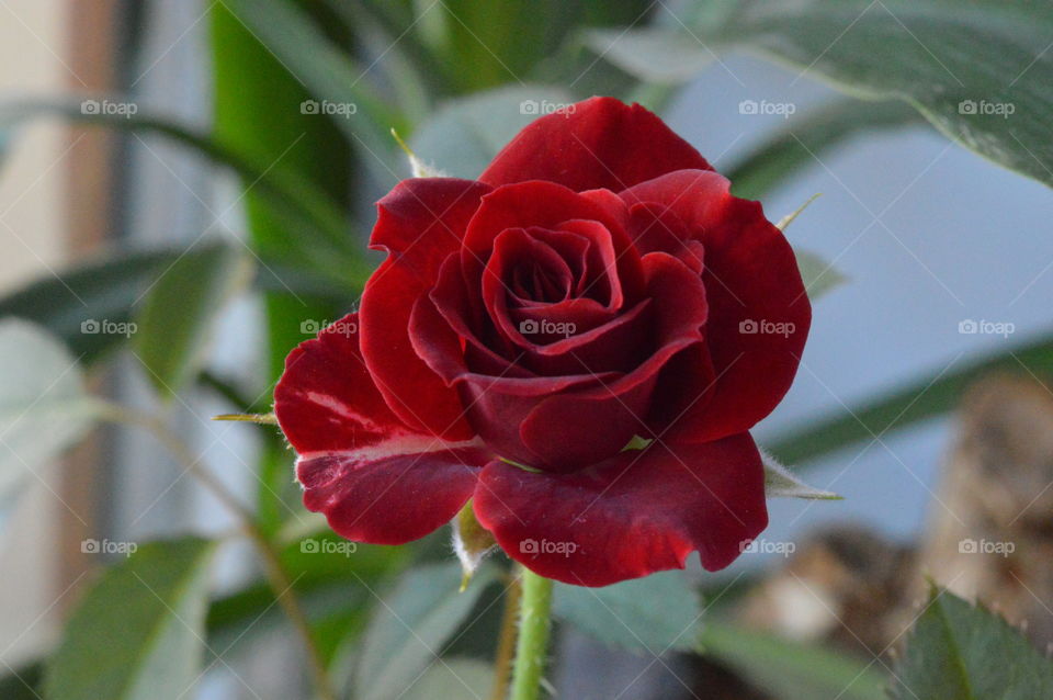 Close-up of a rose