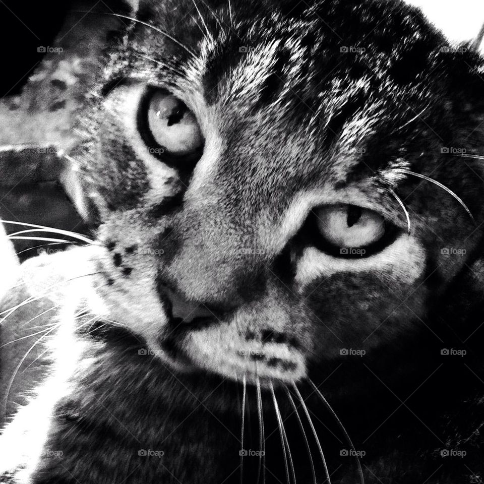 Tiger cat closeup