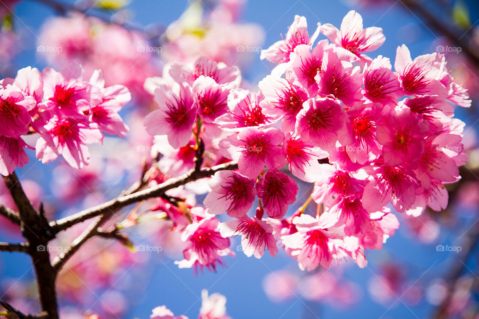 Sakura Thailand