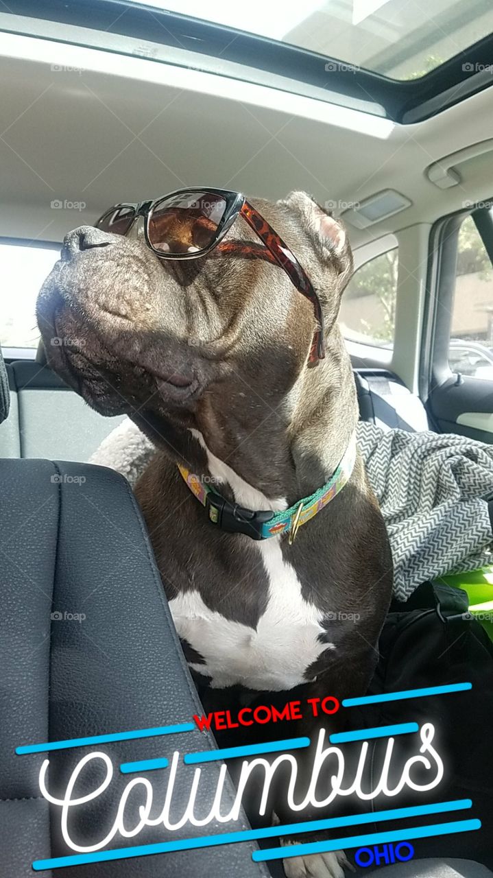 Cute Pitbull dog wearing sunglasses