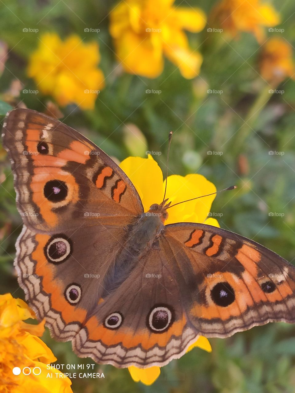 butterfly Flower