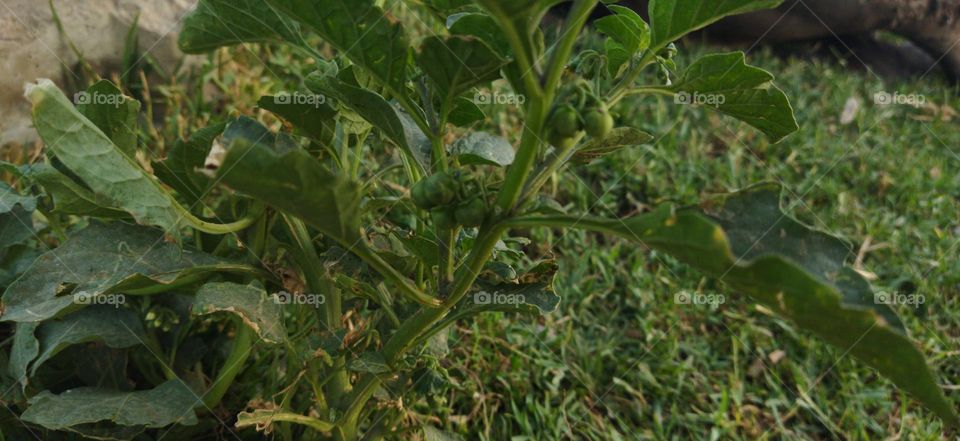 plant with small fruit