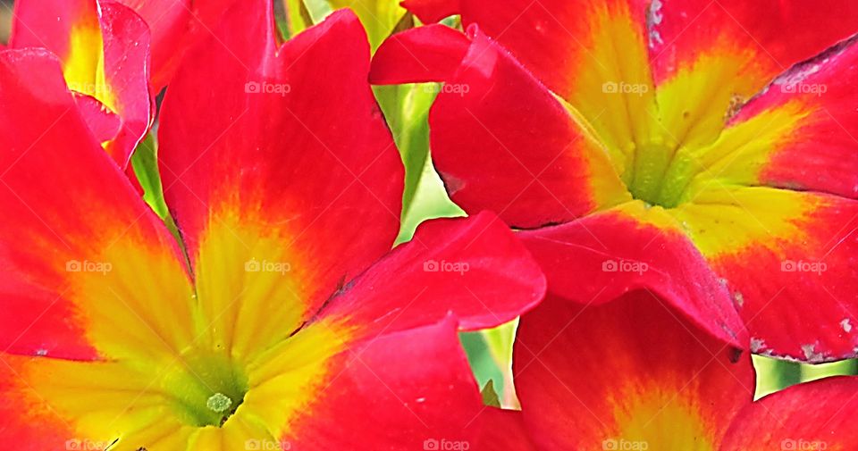 Brilliance of a Flower