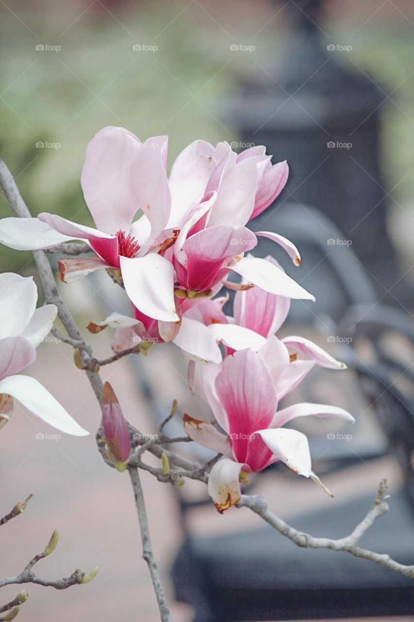 Springtime blooms 