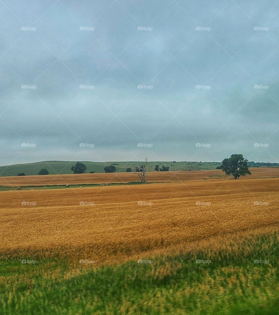 Wheat Fields of Kansas