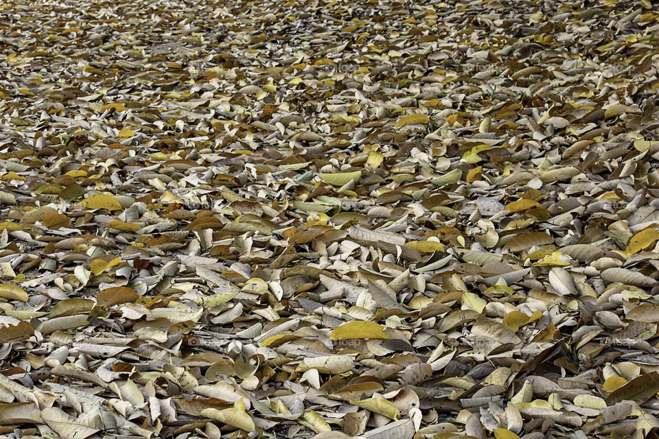 Lots of dry leaves on the ground.