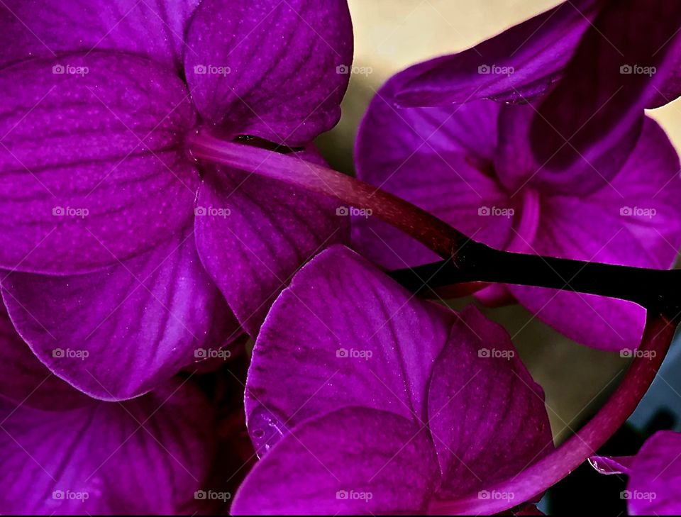 Macro shot of purple orchid
