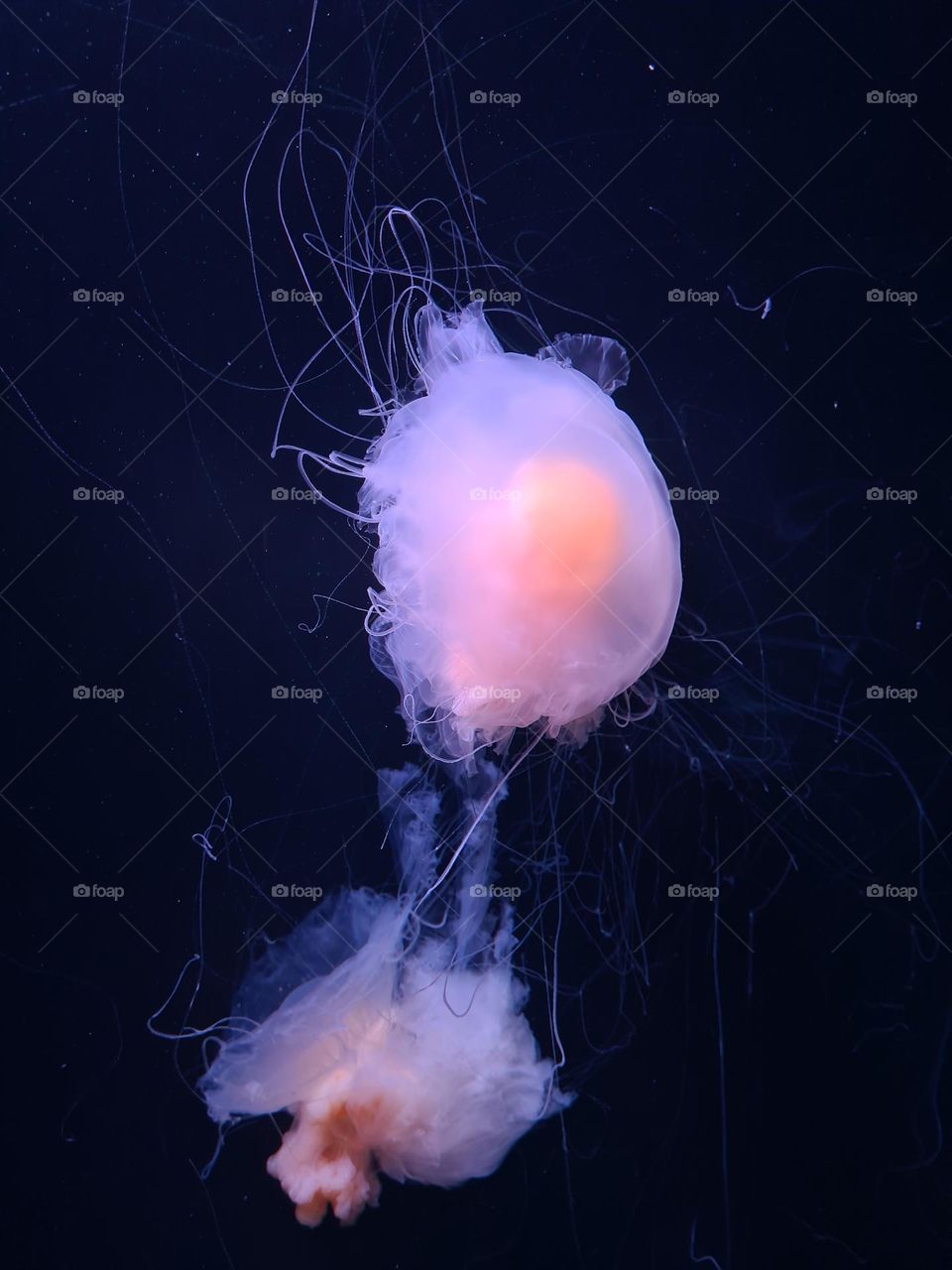 Beautiful jellyfish 🪼