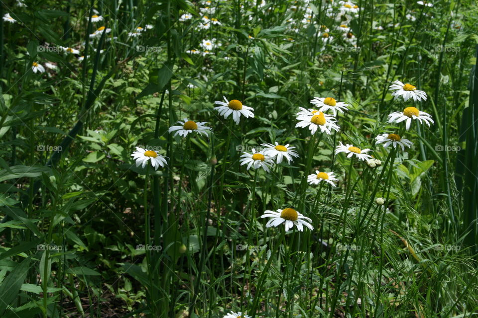 Field of Daisies 