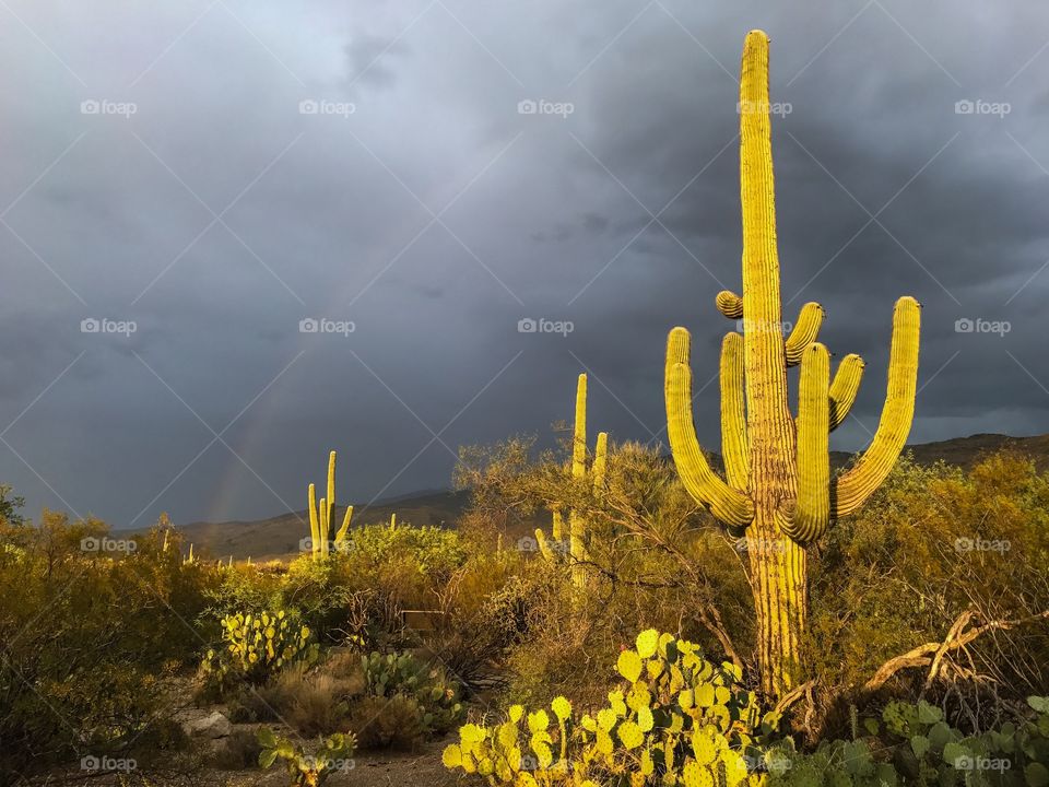 Desert Landscape - Saguaro Rainbow 