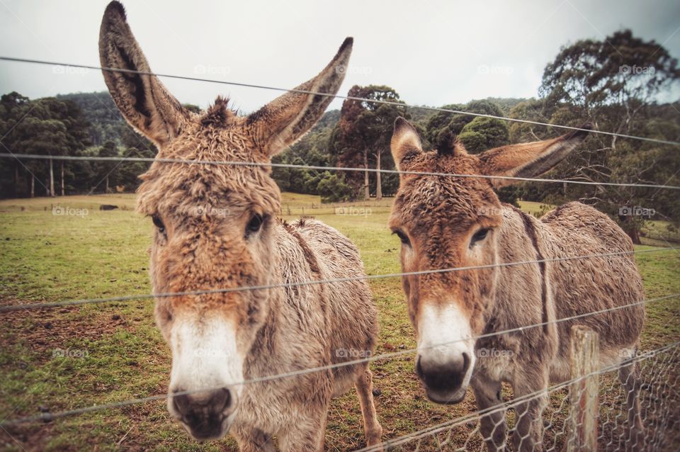 Pair of Donkeys in a Paddock Rural Rustic