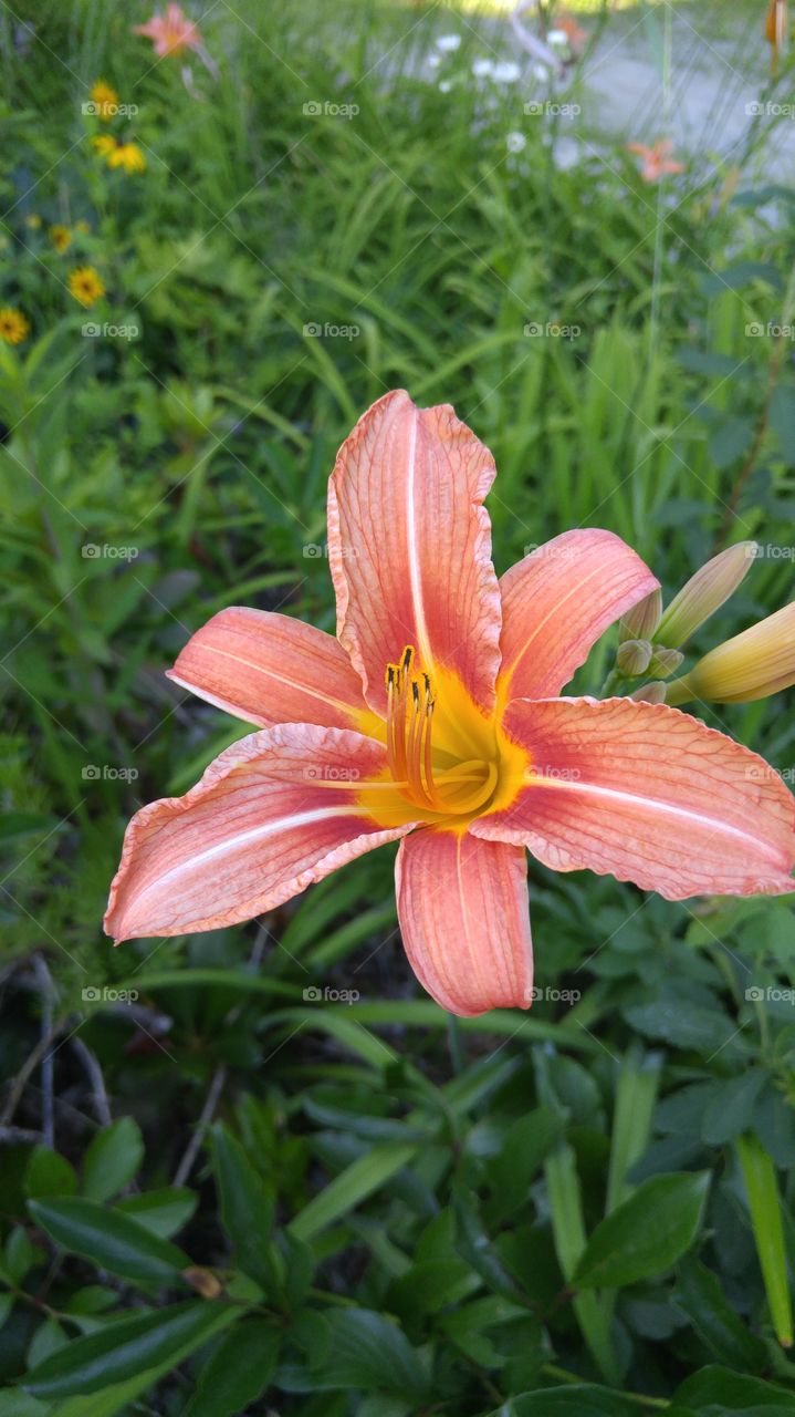 Orange Day-Lily/Hemerocallis fulva L.