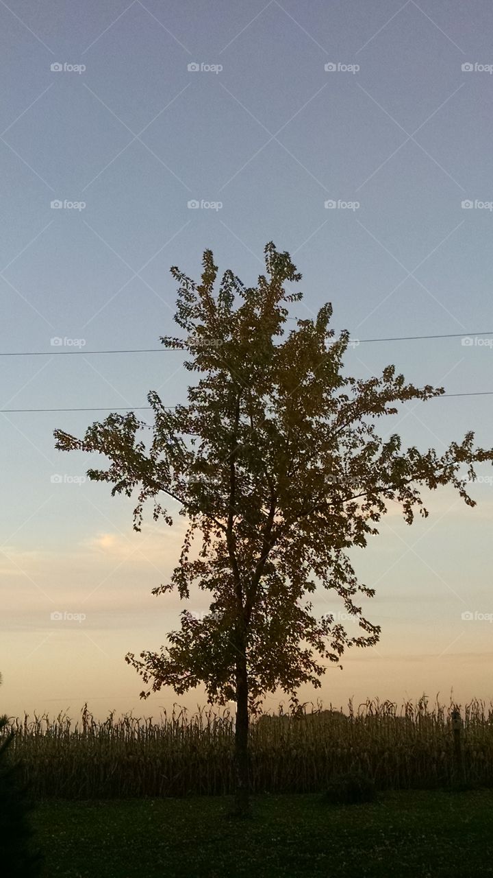 Tree, Landscape, Nature, Sky, No Person