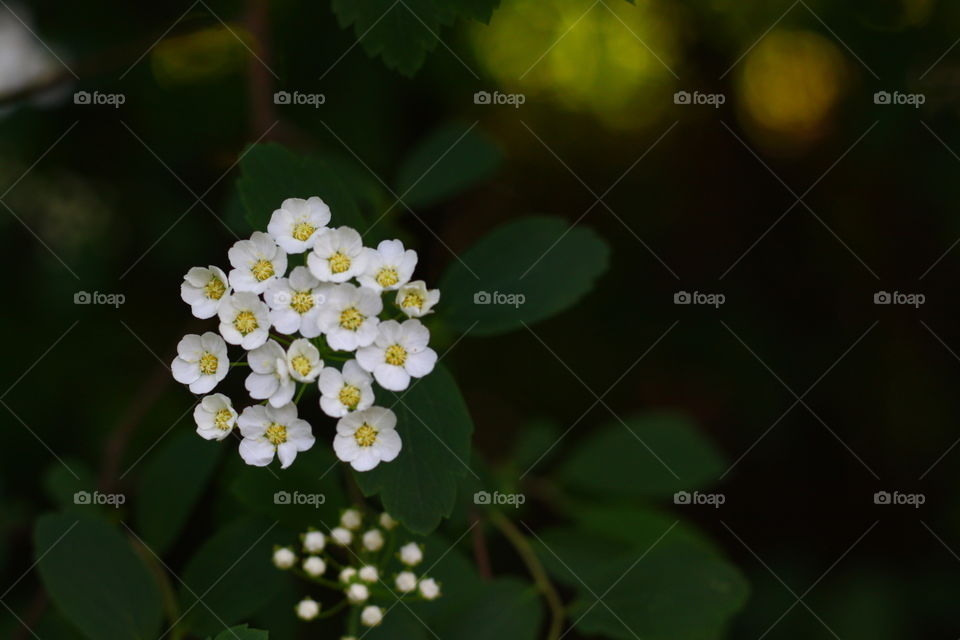 Hecke weiße Blüten