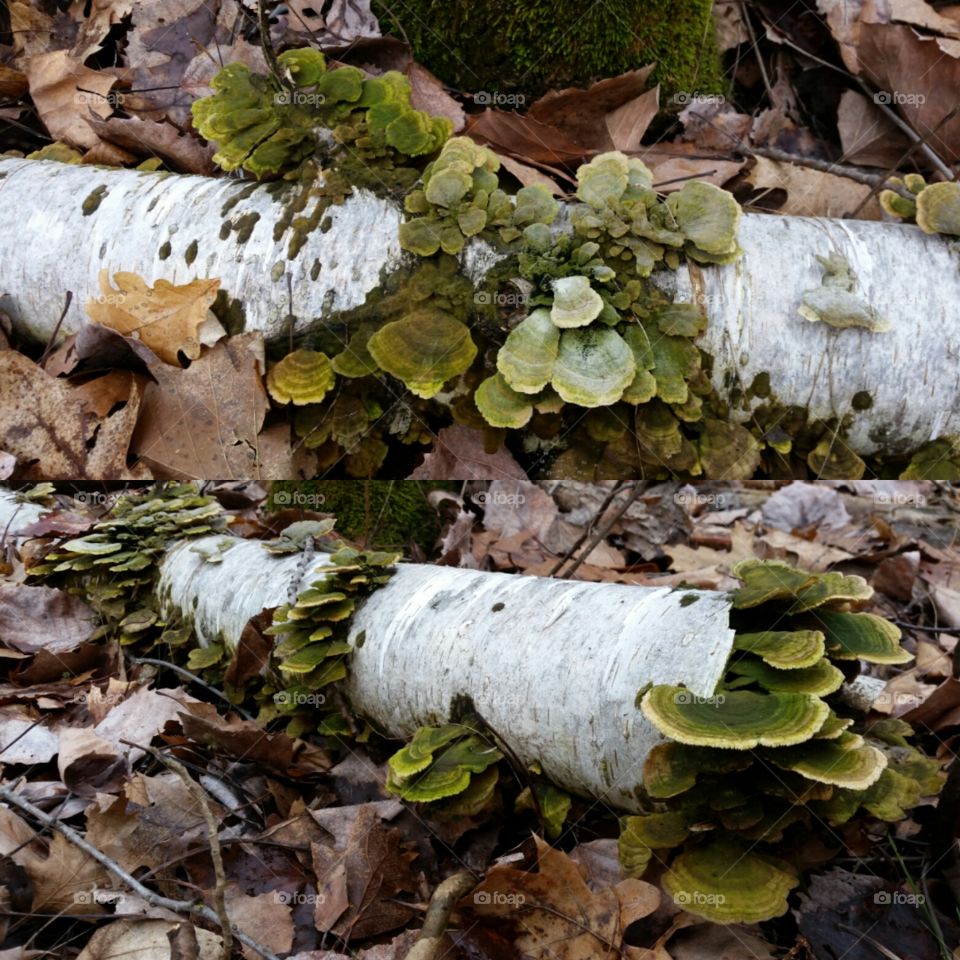 Nature, Moss, Fall, Leaf, Fungus