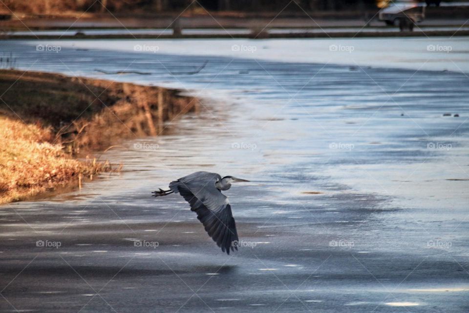 A heron flies over a shimmering blue frozen lake and reddish grass at sunset