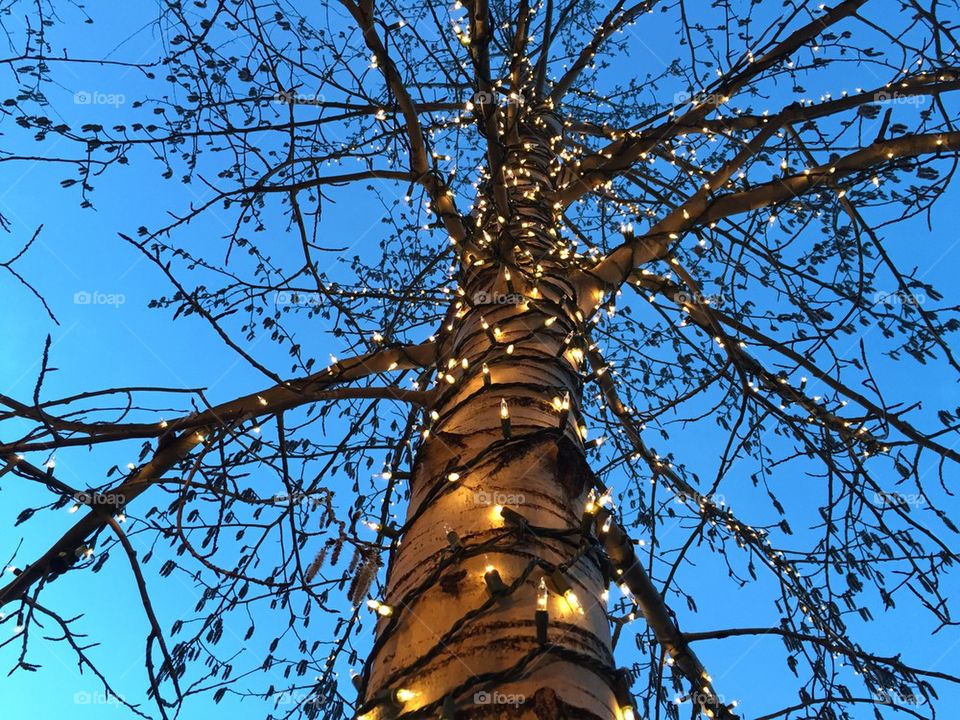 Light tree