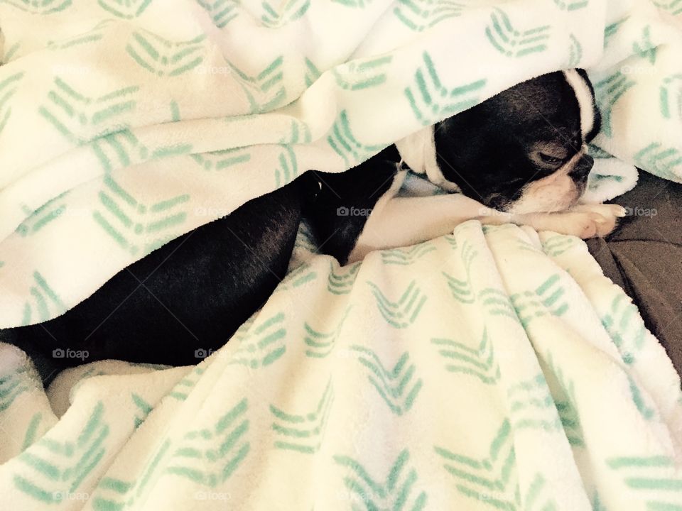 Lazy Cuddles. Gastby the Boston Terrier spends lazy days cuddled in up in fuzzy blankets.