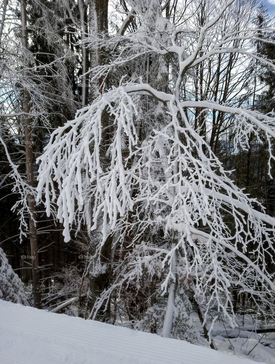 Frosty Marvels: Nature's Icy Artistry