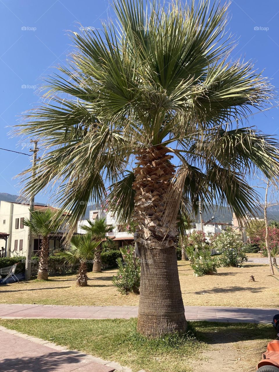 Beach time on holidays. Blue sky and tall palm trees. Sunsets and sunny days. Summertime in Kusadasi. Vacation travel in Turkey . Summer view. Sunny day during vacation 