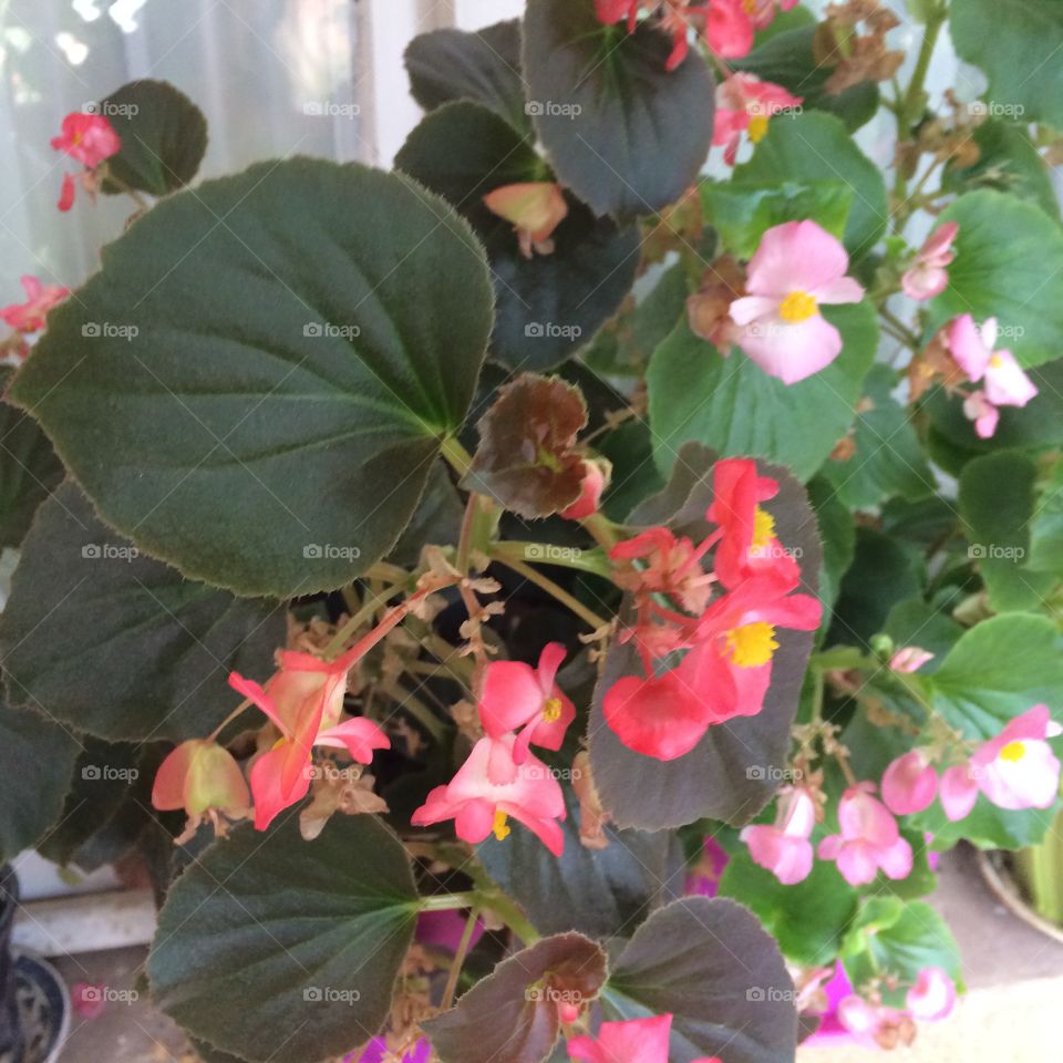 Flowers on the window