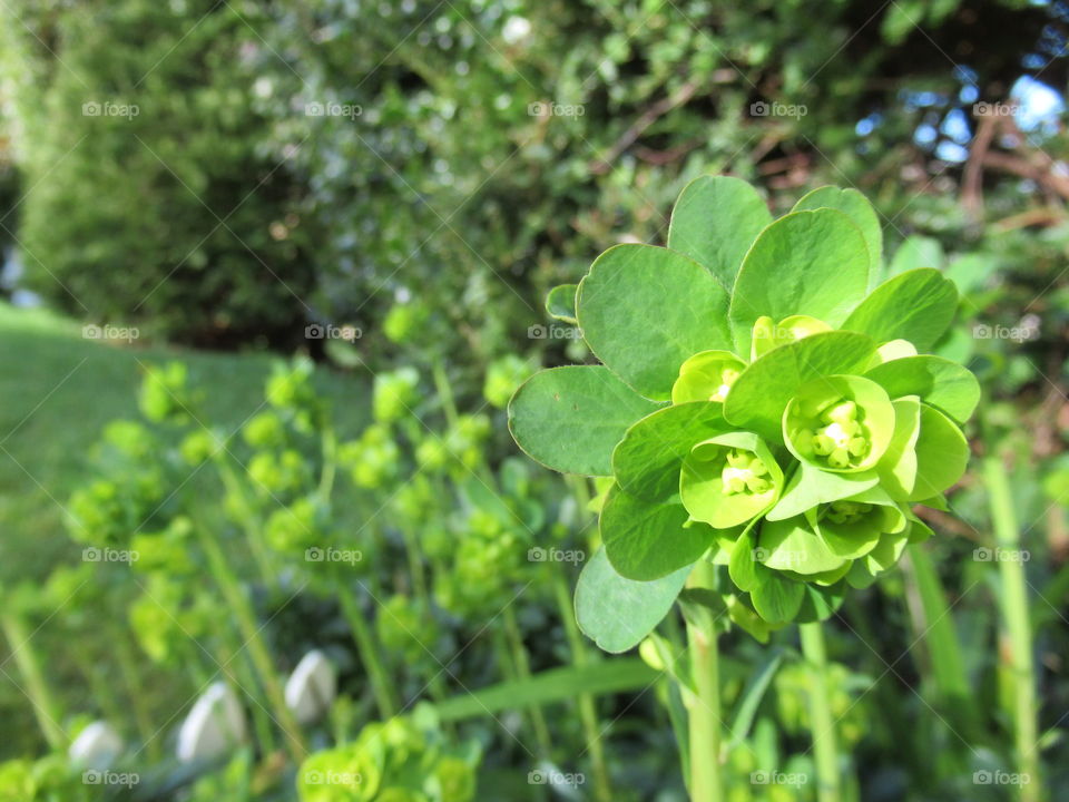 Euphorbia growing in the garden at early spring