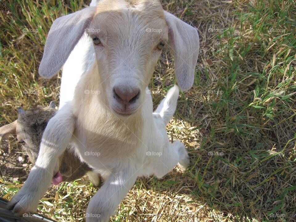 Kid Goat saying hello 