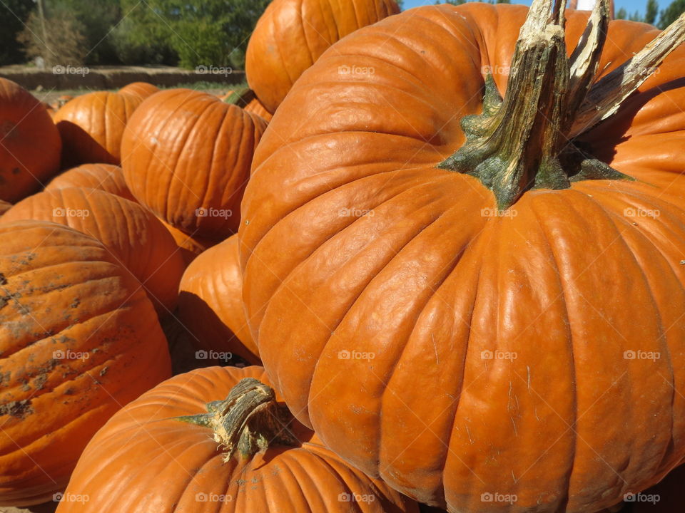 Close-up of a pumpkins