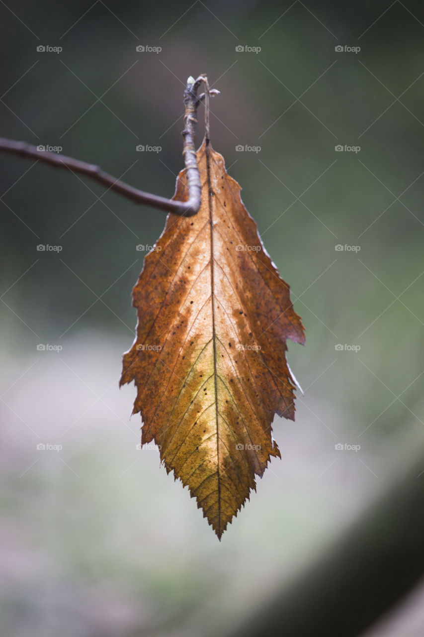 Colorful leaf on branch .
Höstlöv på trädgren 